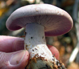 Clitocybe nuda 